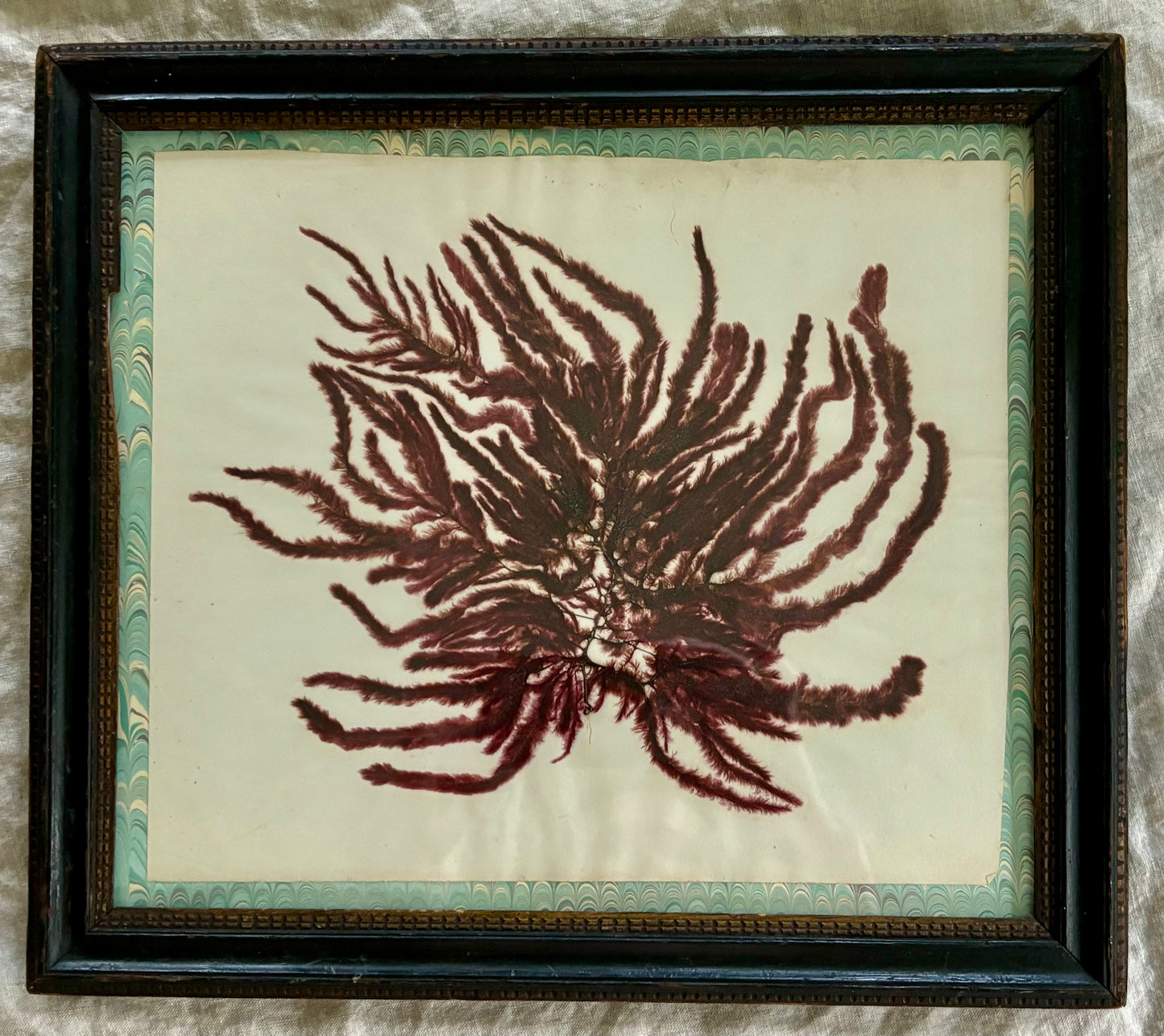 Framed Victorian pressed Seaweed