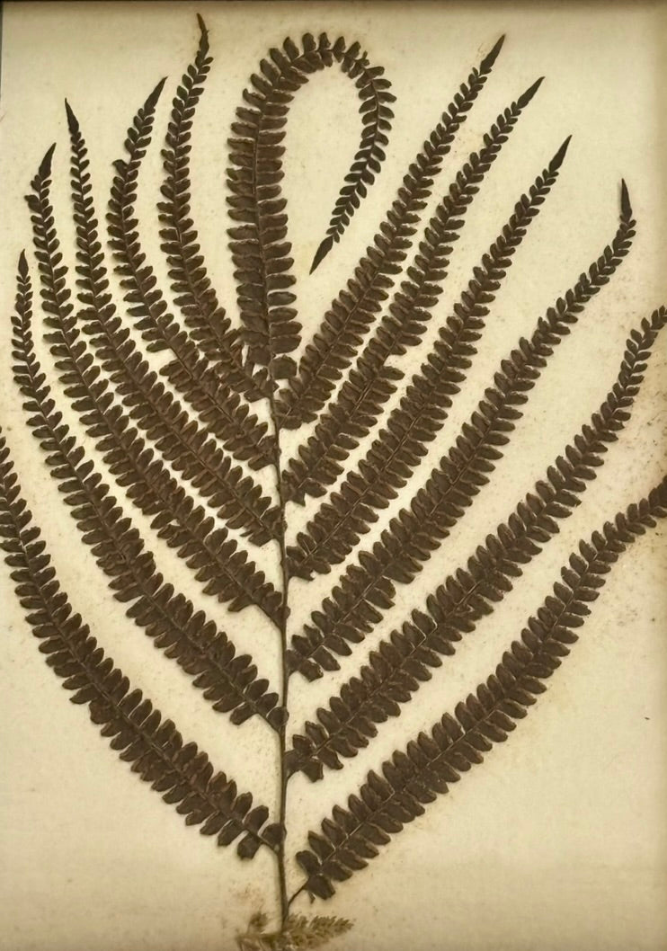 Quartet of Framed Victorian Pressed Ferns From a Scrapbook "Ferns of Jamaica"