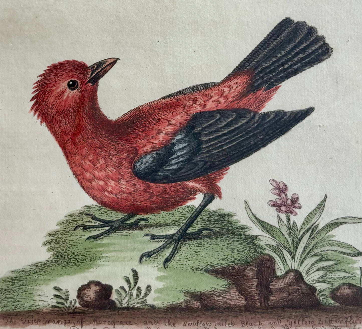 Two Framed Bird and Butterfly Engravings by George Edwards (British 1694-1773)