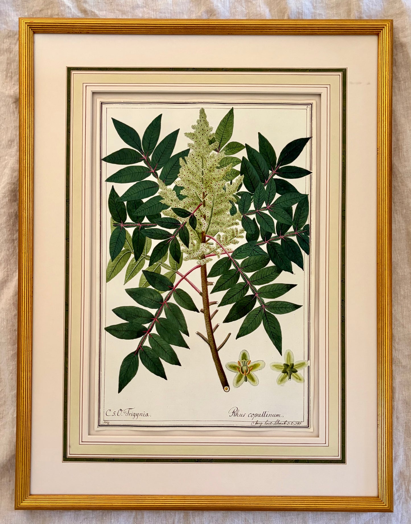 Early 19th Century Botanical Watercolor for Hortus Botanicus