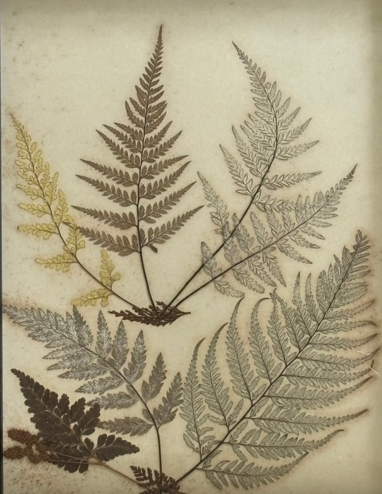 Quartet of Framed Victorian Pressed Ferns From a Scrapbook "Ferns of Jamaica"