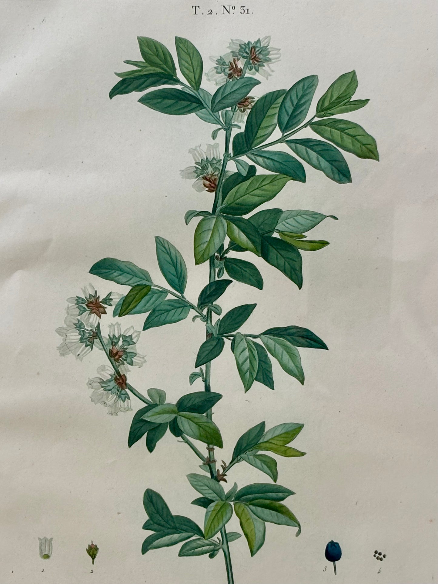 1801 Redouté Folio Engraving by Duhamel du Monceauu of a Vacinnium amoenum or Blueberry