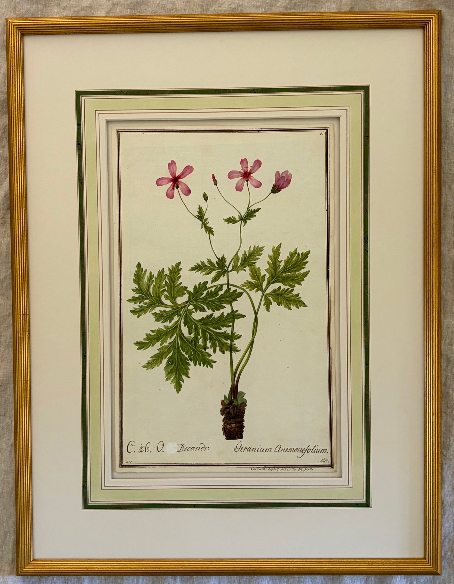 Early 19th Century Botanical Watercolor for Hortus Botanicus