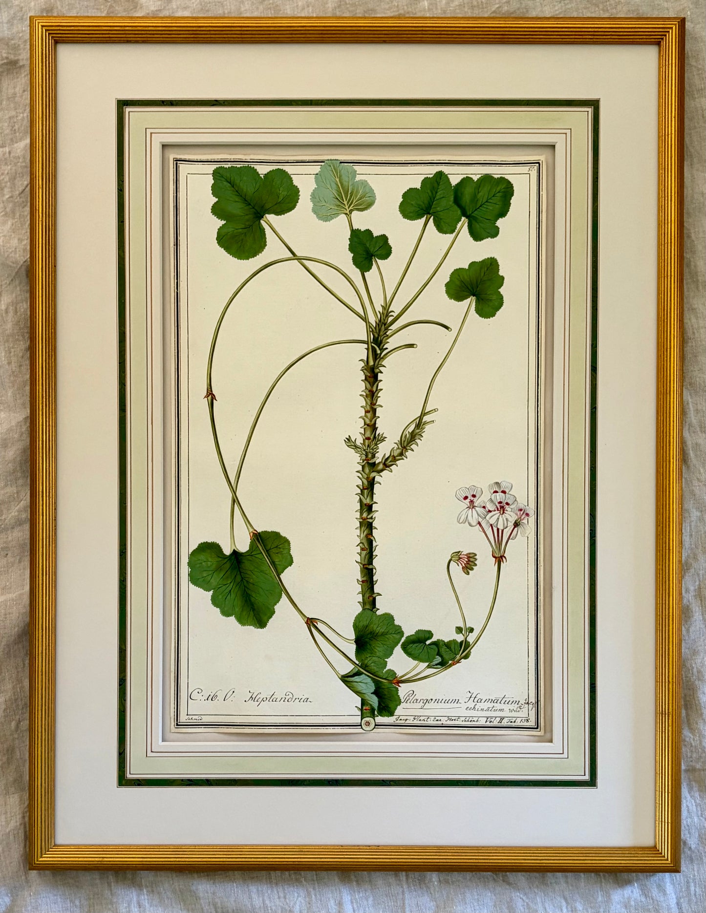 Early 19th Century Botanical Watrrcolor for Hortus Botanicus