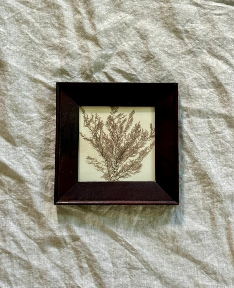 Victorian Pressed Seaweed in a Vintage Frame