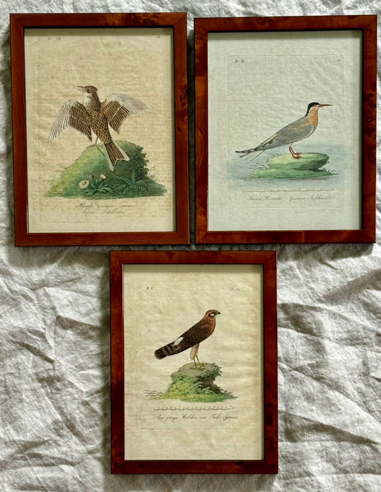 Trio of Bird Engravings by Vogel, Circa 1800