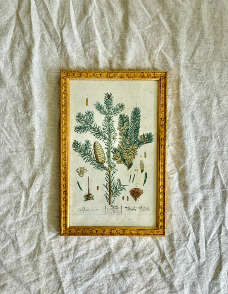 Framed 18th Century German Engraving of Elizabeth Blackwell's Silver Fir Illustration