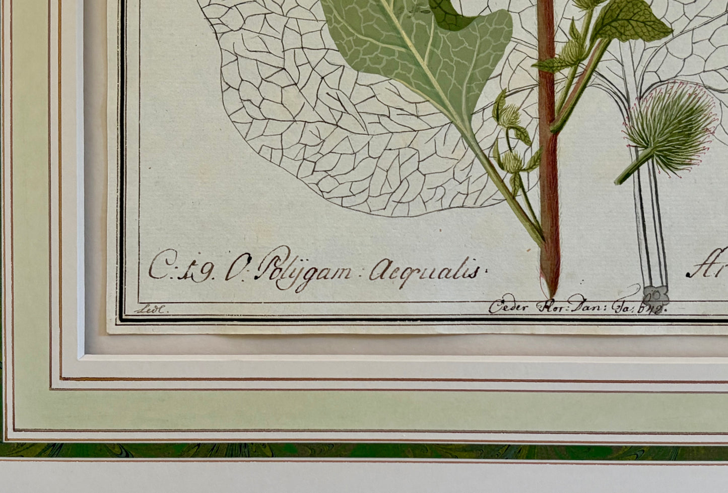 Early 19th Century Botanical Watercolor for Hortus Botanicus