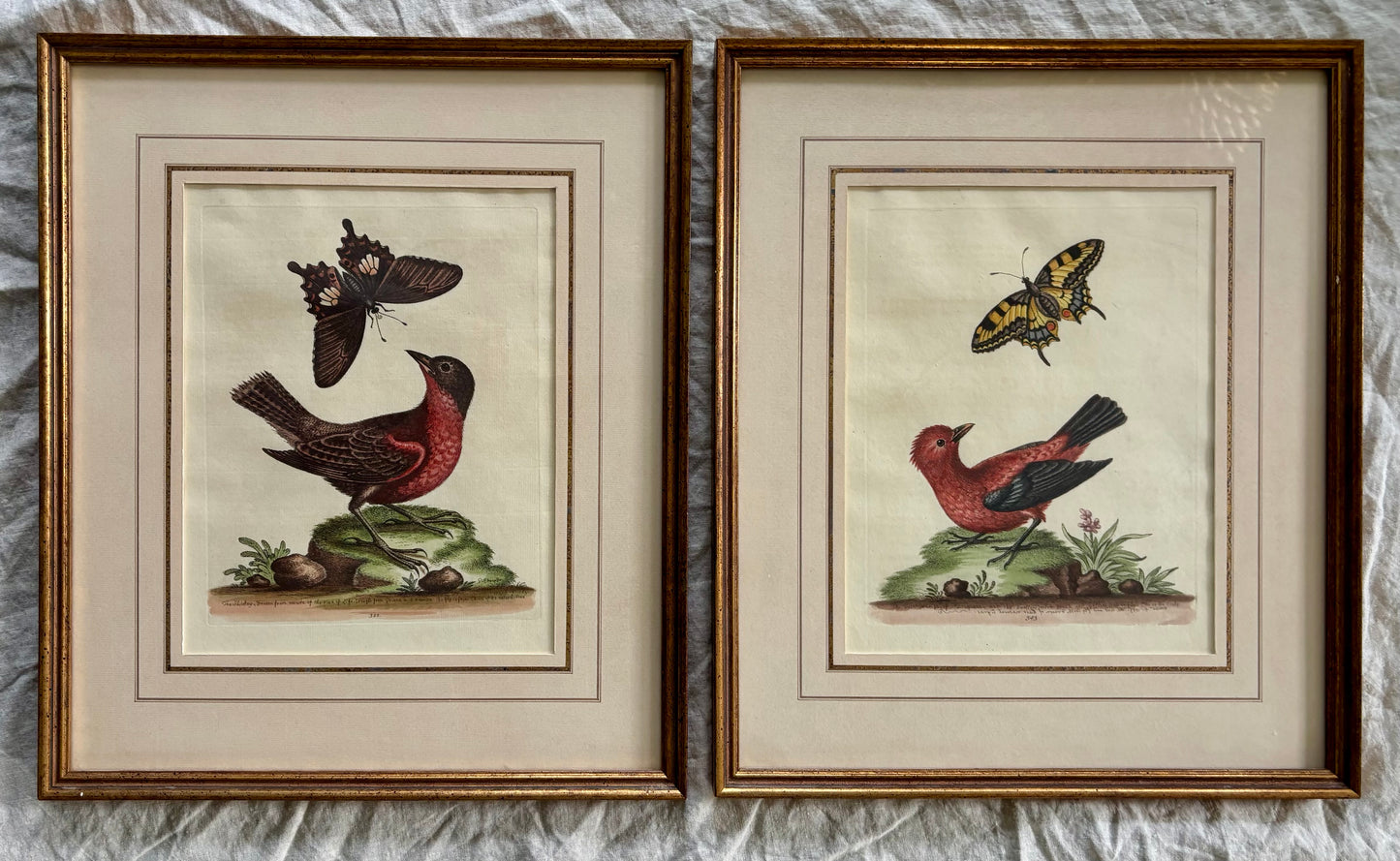 Two Framed Bird and Butterfly Engravings by George Edwards (British 1694-1773)