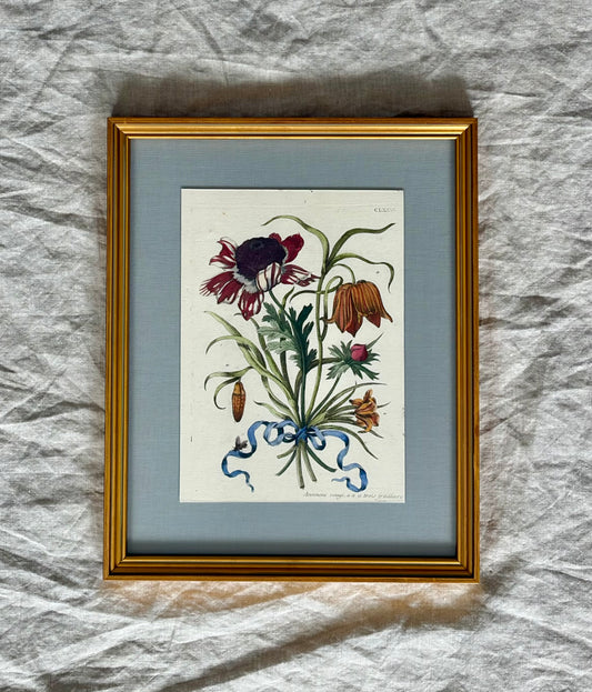 Framed Hand Colored Engraving By Maria Sybilla Merian of an Anemone, Fritillary, and Bee