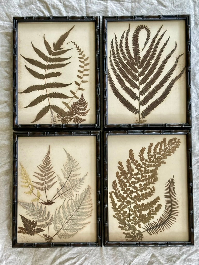 Quartet of Framed Victorian Pressed Ferns From a Scrapbook "Ferns of Jamaica"