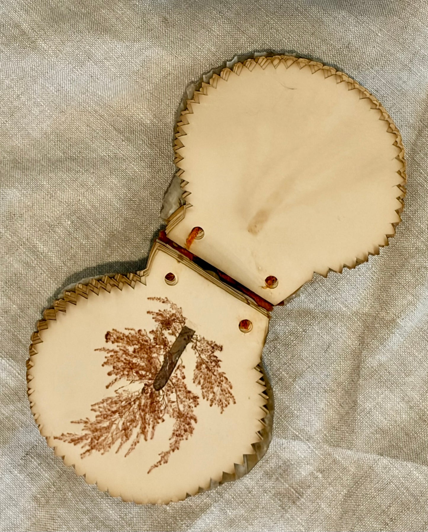 19th Century Pressed Seaweed Album in a Scallop Shell Binding