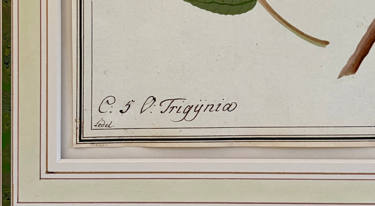 Early 19th Century Botanical Watercolor for Hortus Botanicus