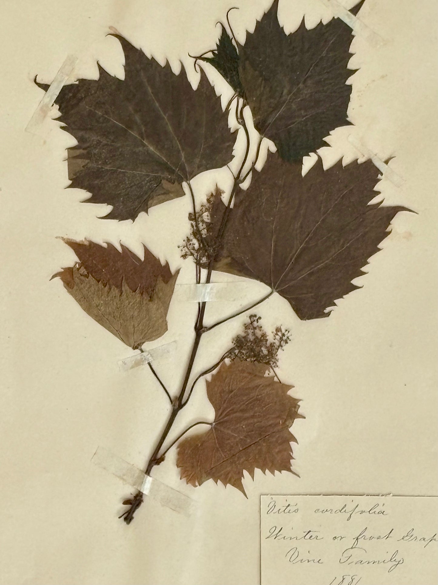 American 1881 Herbarium Specimen of a Winter or Frost Grape Vine in Original Oak Frame