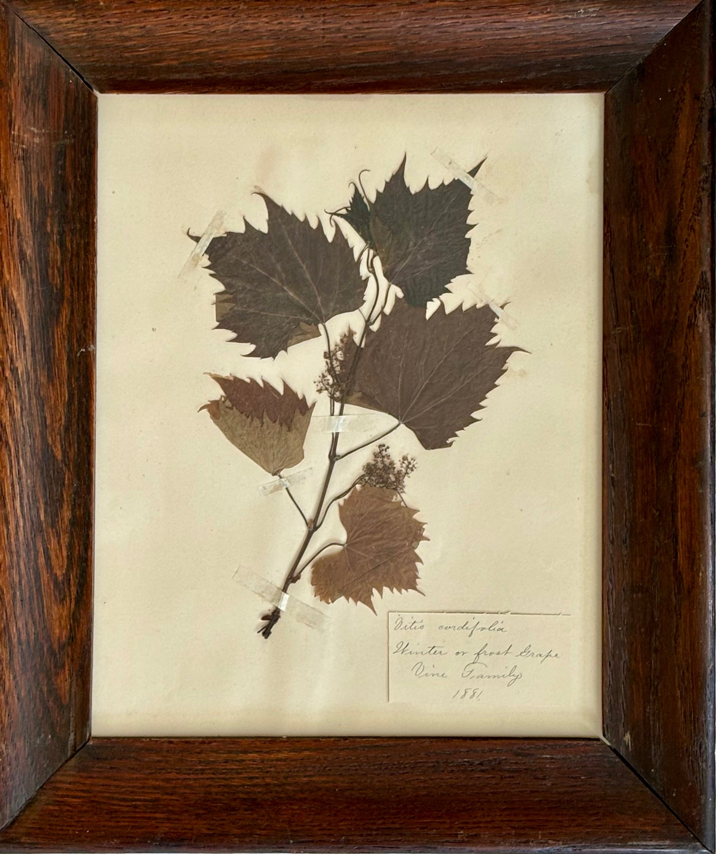 American 1881 Herbarium Specimen of a Winter or Frost Grape Vine in Original Oak Frame