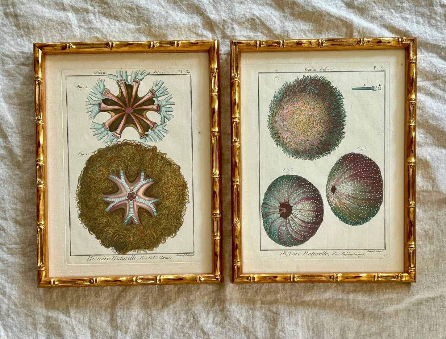 Pair 1789 Hand Colored Engravings Featuring Starfish and Sea Urchins by Lamarck