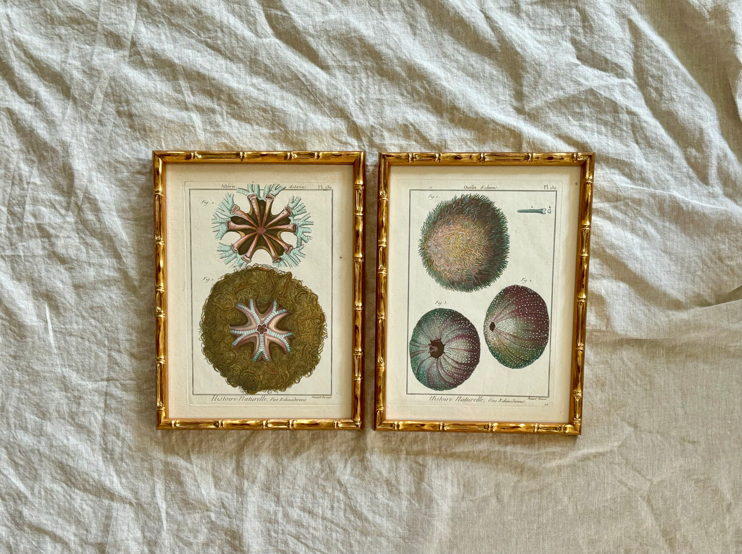 Pair 1789 Hand Colored Engravings Featuring Starfish and Sea Urchins by Lamarck