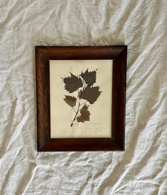 American 1881 Herbarium Specimen of a Winter or Frost Grape Vine in Original Oak Frame