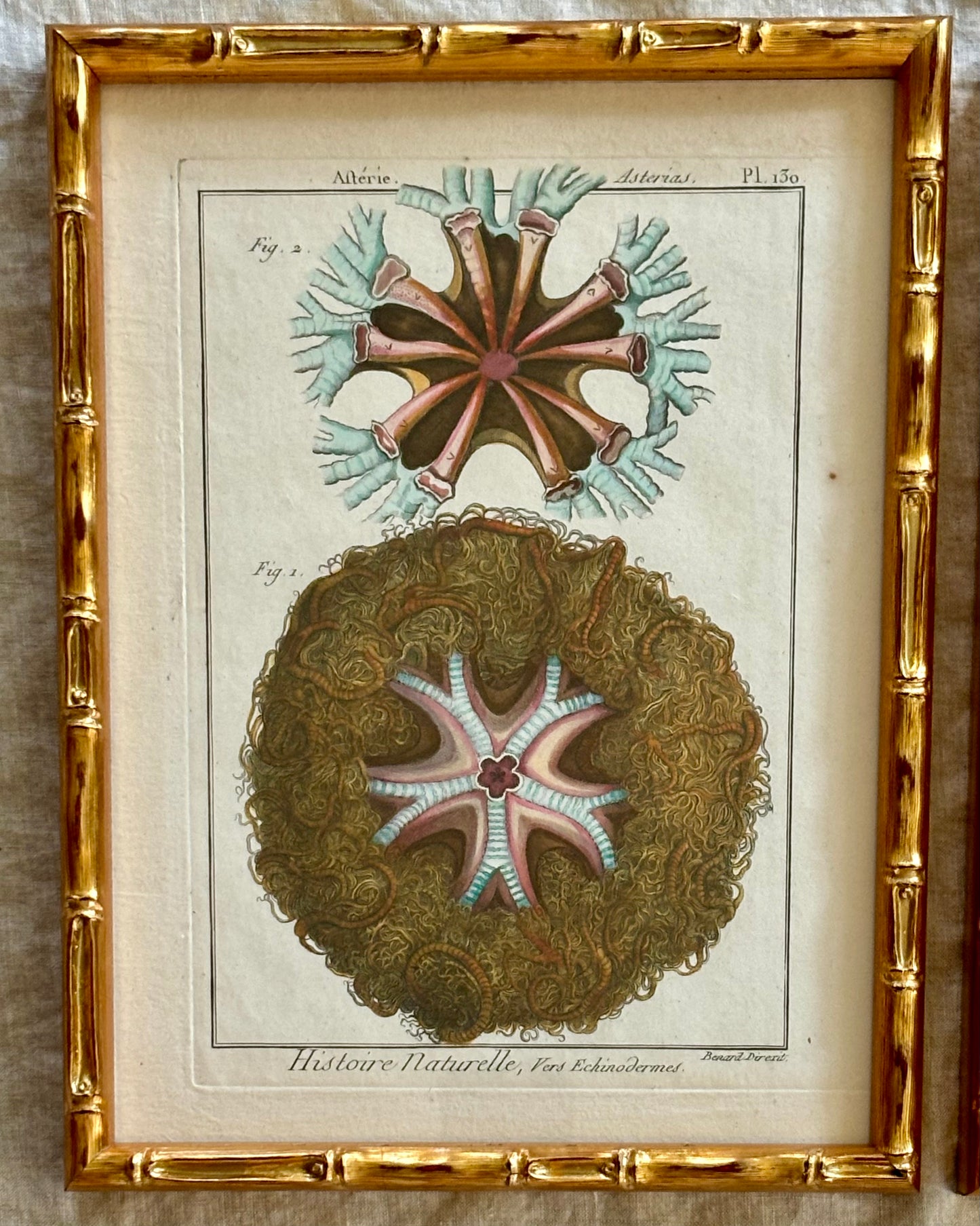 Pair 1789 Hand Colored Engravings Featuring Starfish and Sea Urchins by Lamarck