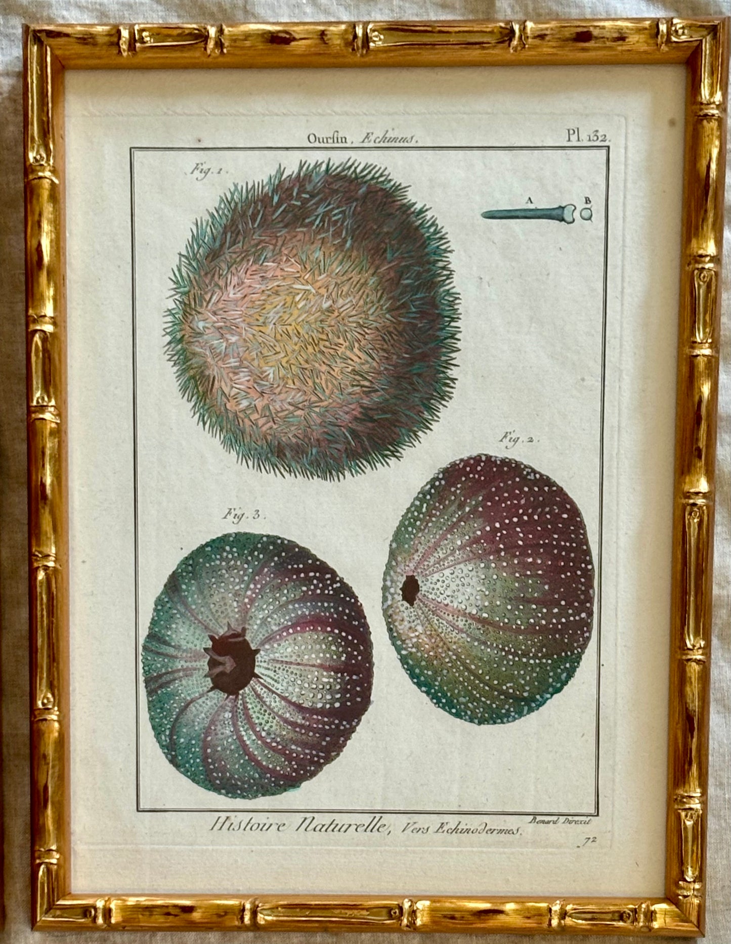 Pair 1789 Hand Colored Engravings Featuring Starfish and Sea Urchins by Lamarck